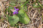 Alpine violet